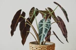 Salon Bitkileri: Evlerinizi Yeşillendiren Doğal Güzellikler - 2023