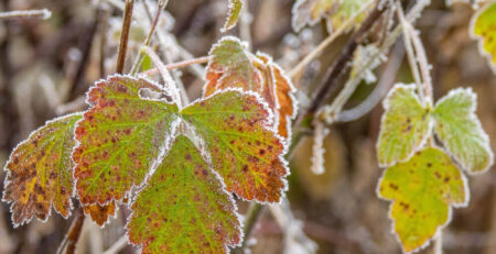 User Kışın bitkiler soğuktan nasıl korunur?