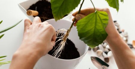 Bitki yetiştirme nedir?