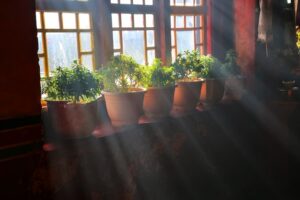 Bitkilerde Işığın Önemi