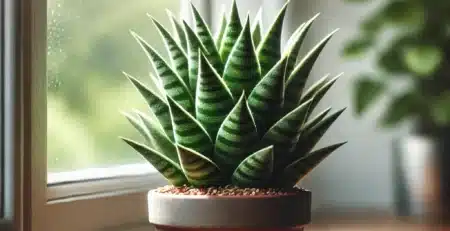 Haworthia Bakımı